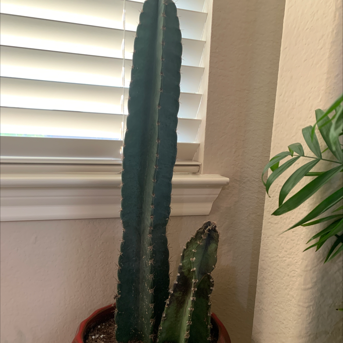 A healthy potted Hedge Cactus placed indoors near a window with blinds.