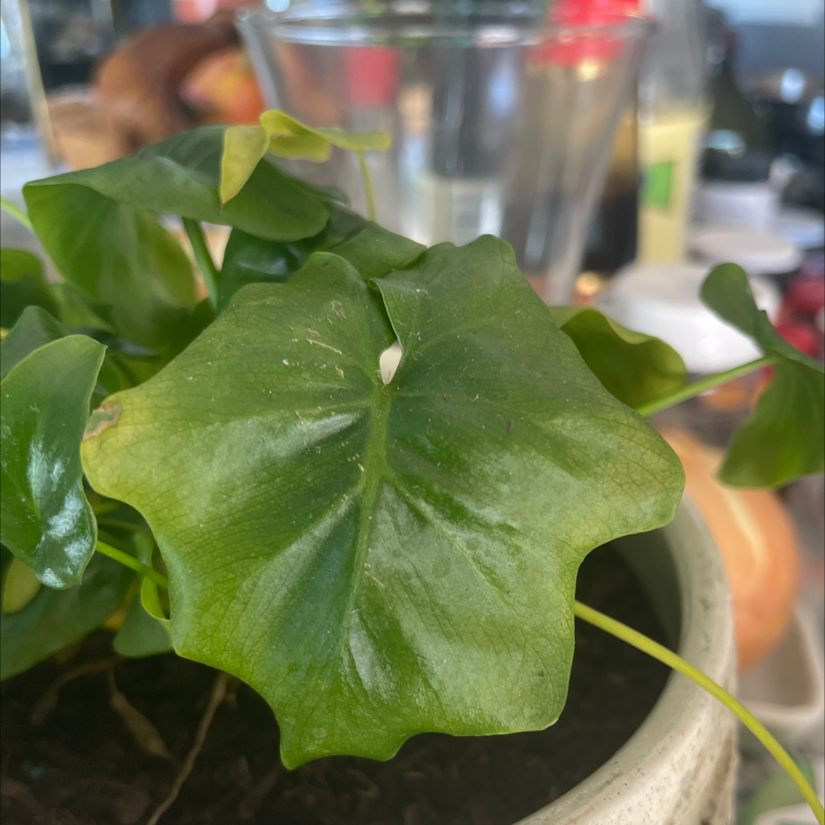 Philodendron 'Super Atom' plant with healthy green leaves in a pot.