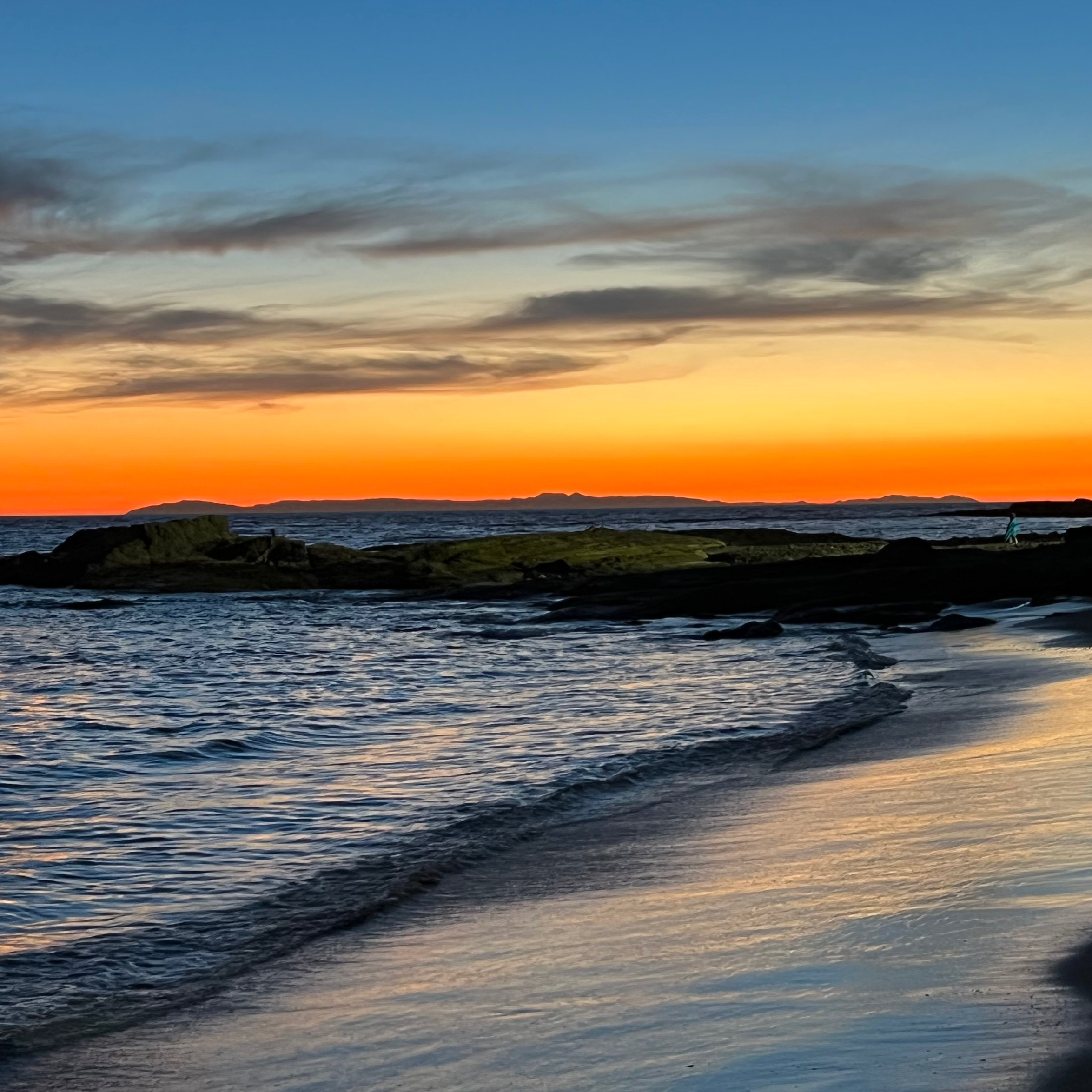 Plant care for Cape Eelgrass on Greg, the plant care app