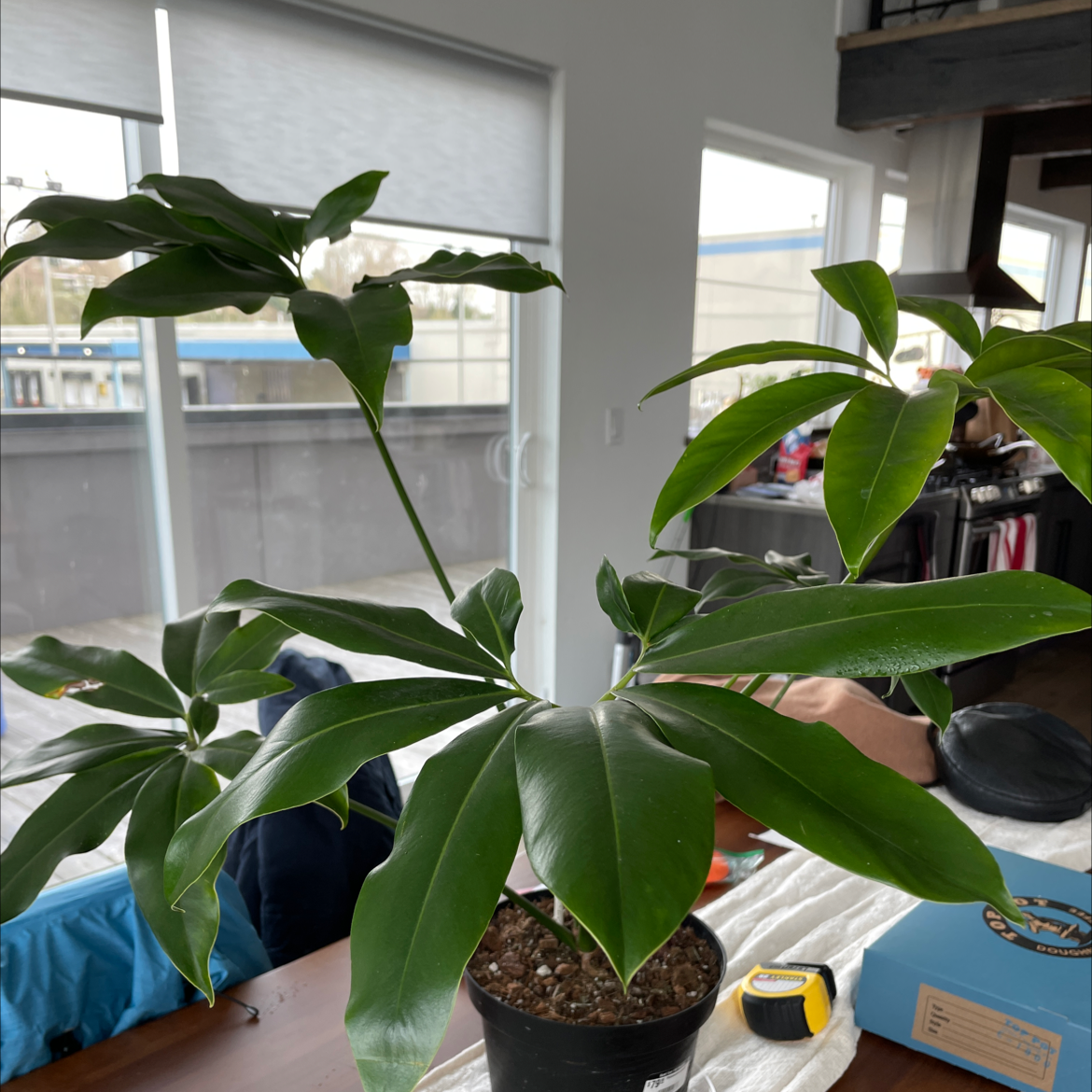 Thaumatophyllum spruceanum plant in a pot indoors, healthy green leaves.