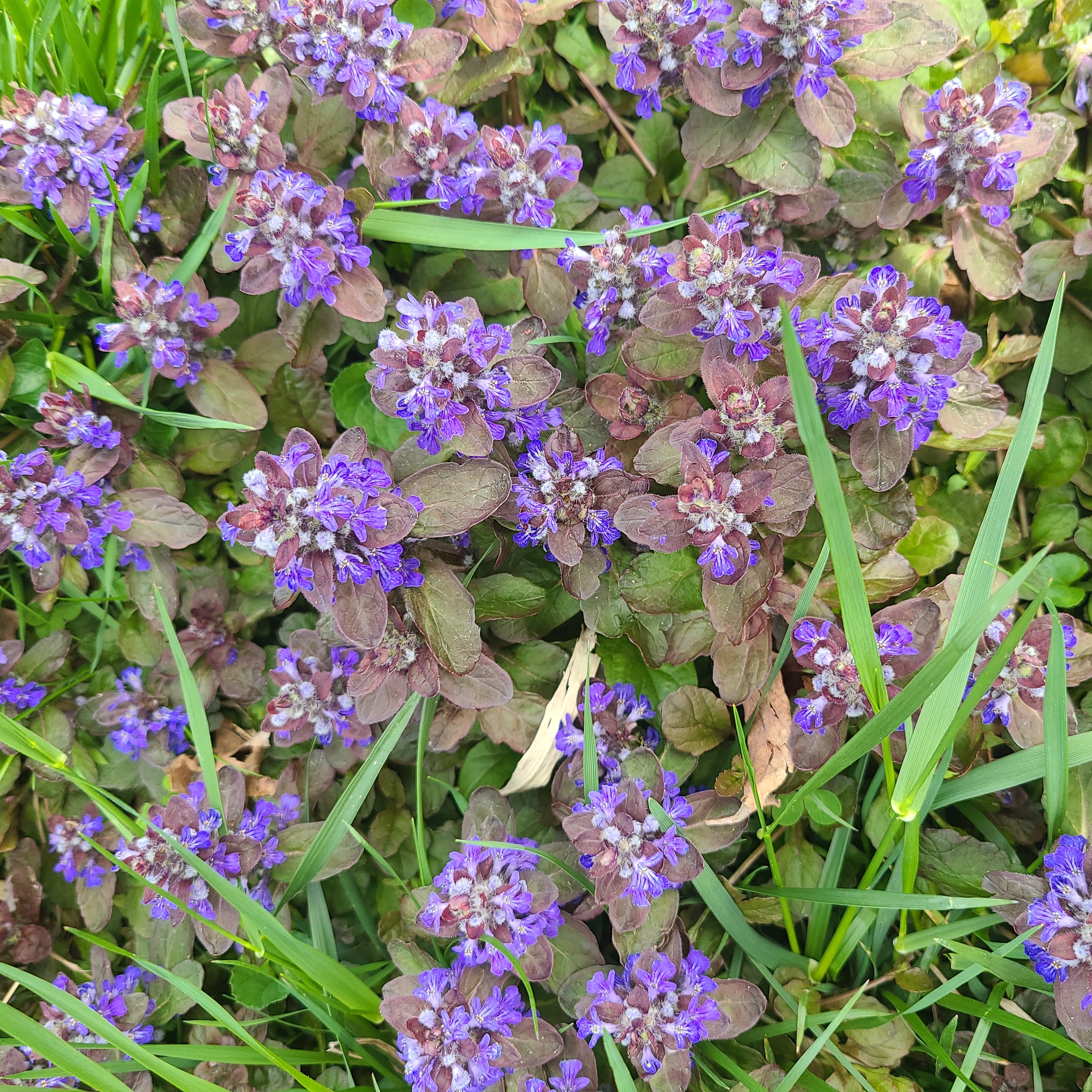 Blue Bugle (Ajuga reptans) plants with vibrant purple flowers and some browning leaves.