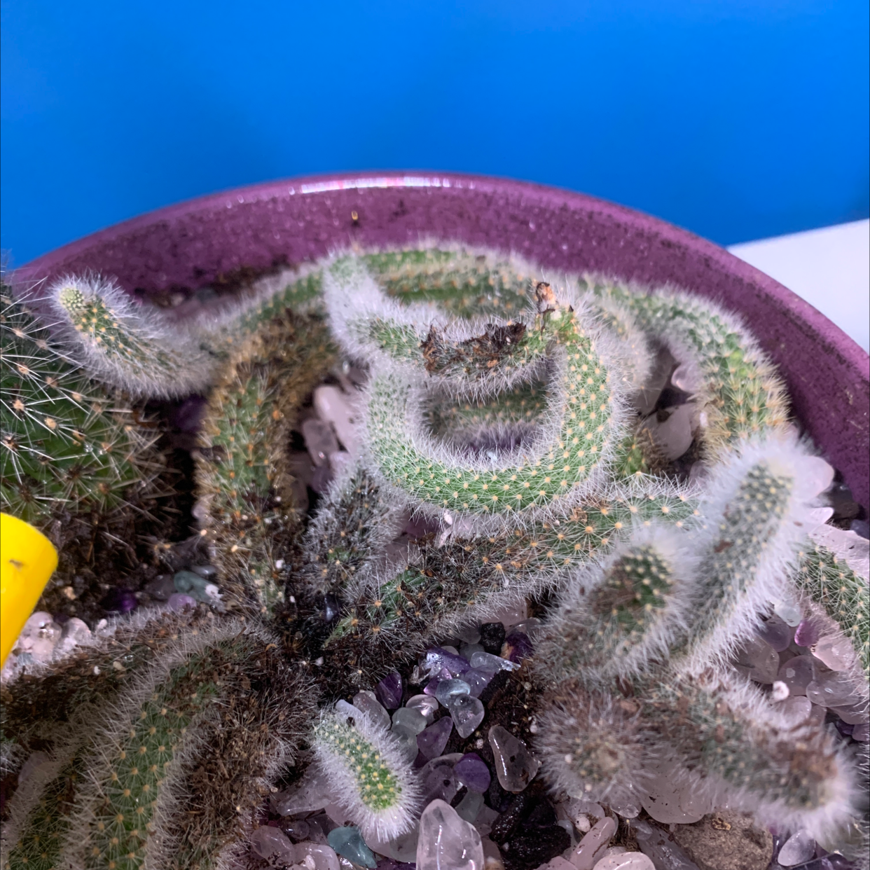 Golden Snakecactus in a pot with visible soil and crystal decorations. Some browning is present.