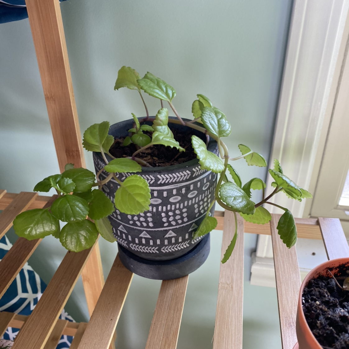 Swedish Ivy plant in a decorative pot on a wooden shelf, with vibrant green leaves.