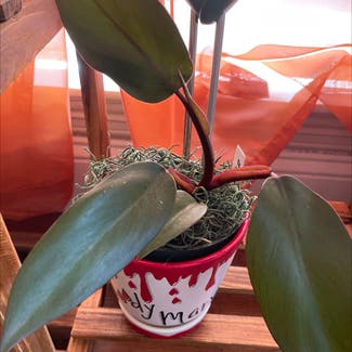 Red Emerald Philodendron plant in Waxahachie, Texas