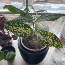 Dracaena 'Florida Beauty' plant