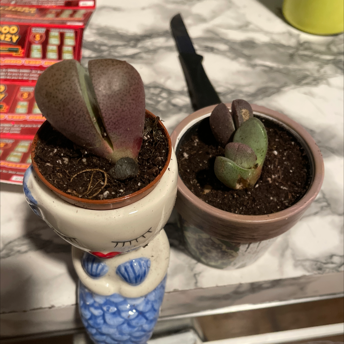 Two Royal Flush Split Rock succulents in separate pots on a marble surface.