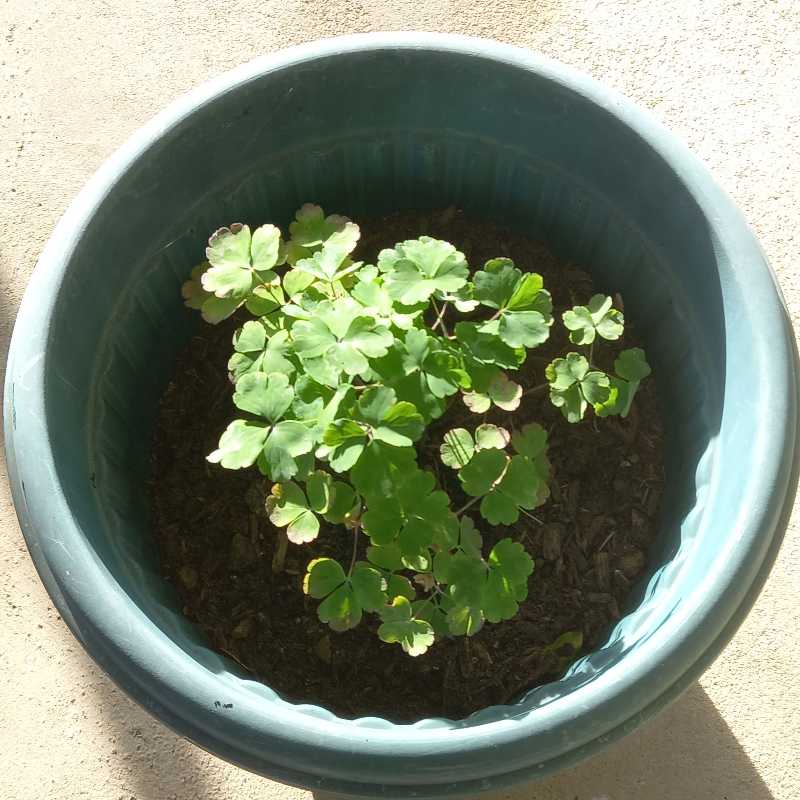 Potted Common Columbine plant with healthy green leaves.