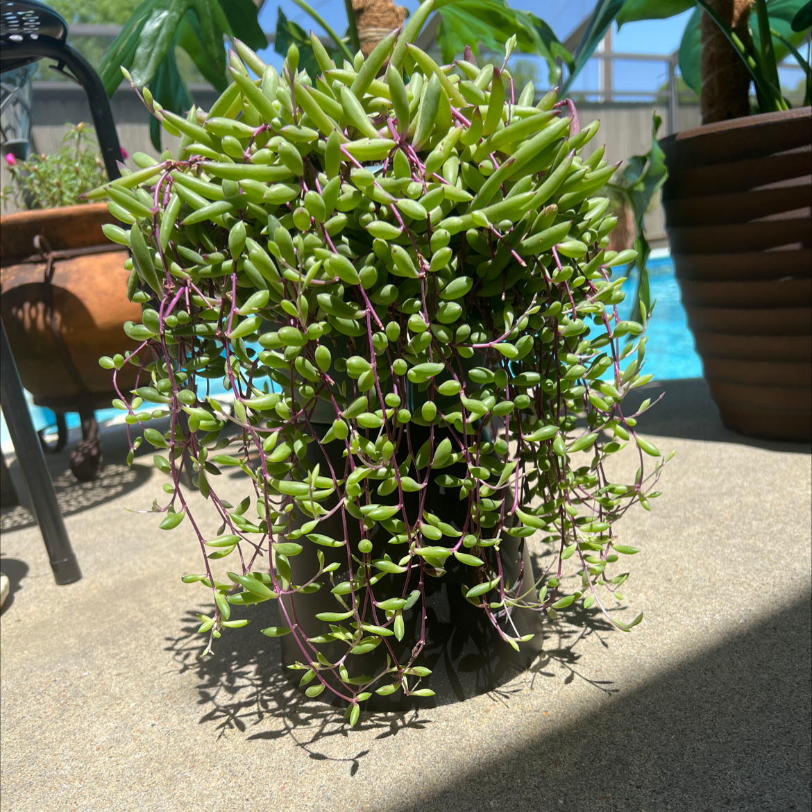 Healthy 'ruby necklace' plant with vibrant green leaves and purple stems.