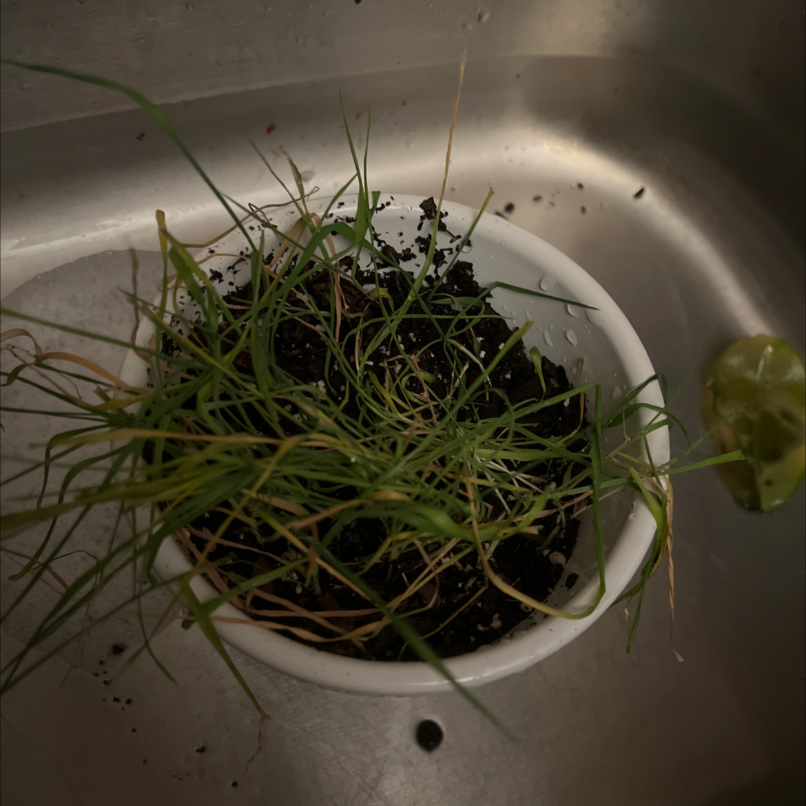 A small pot of wheatgrass in a sink, with visible soil and some yellowing and browning leaves.