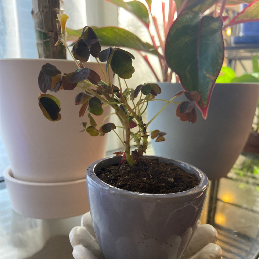 Potted Creeping Woodsorrel plant with some leaf discoloration, visible soil, and other plants in the background.