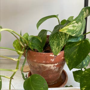 Golden Pothos plant photo by @beaubatea named Perta on Greg, the plant care app.
