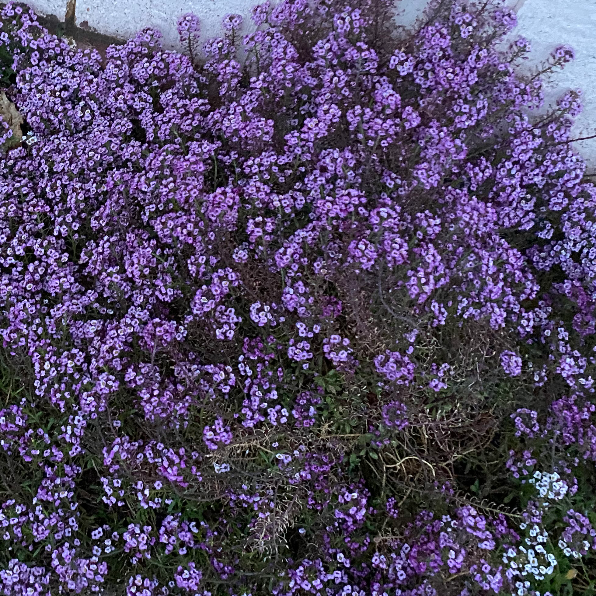 A dense bed of healthy, purple-flowered sweet alyssum plants, likely Lobularia maritima, growing vigorously.