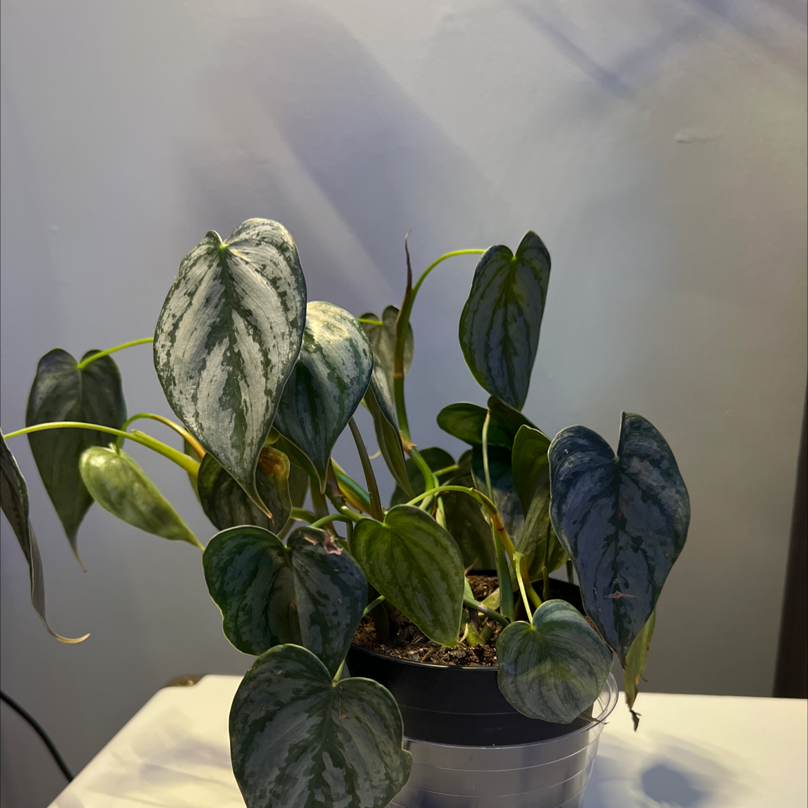 Silver Leaf Philodendron in a pot with characteristic silver-patterned leaves.