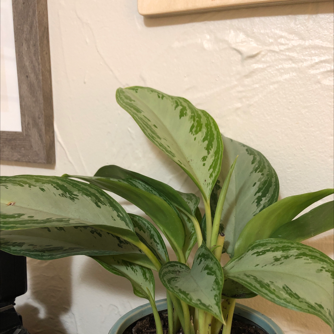Aglaonema 'Silver Bay' plant with broad, variegated leaves in a pot.