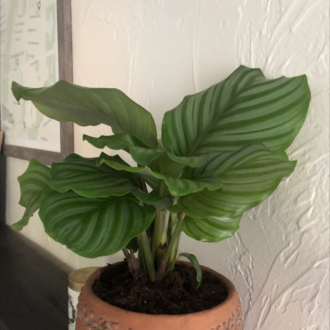 Calathea Orbifolia plant with broad, striped leaves in a pot, healthy and well-framed.