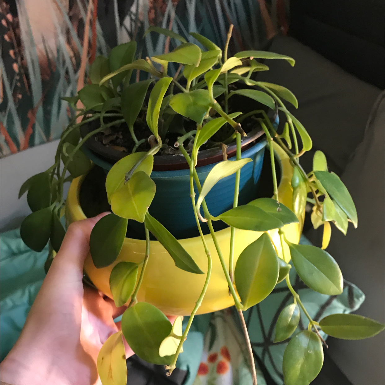 Your plant