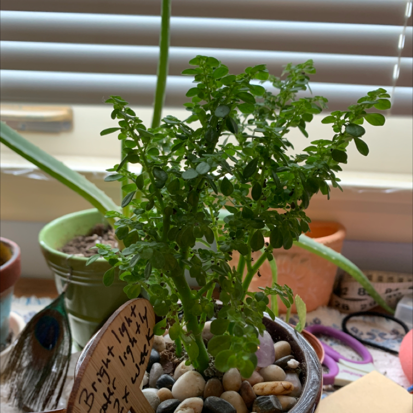 A thriving Pilea Baby Tears plant in a small terra cotta pot, with dense green rounded leaves and tall upright stems.