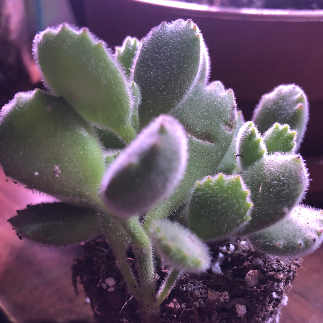 Bear's Paw plant with fuzzy green leaves in a pot with visible soil.
