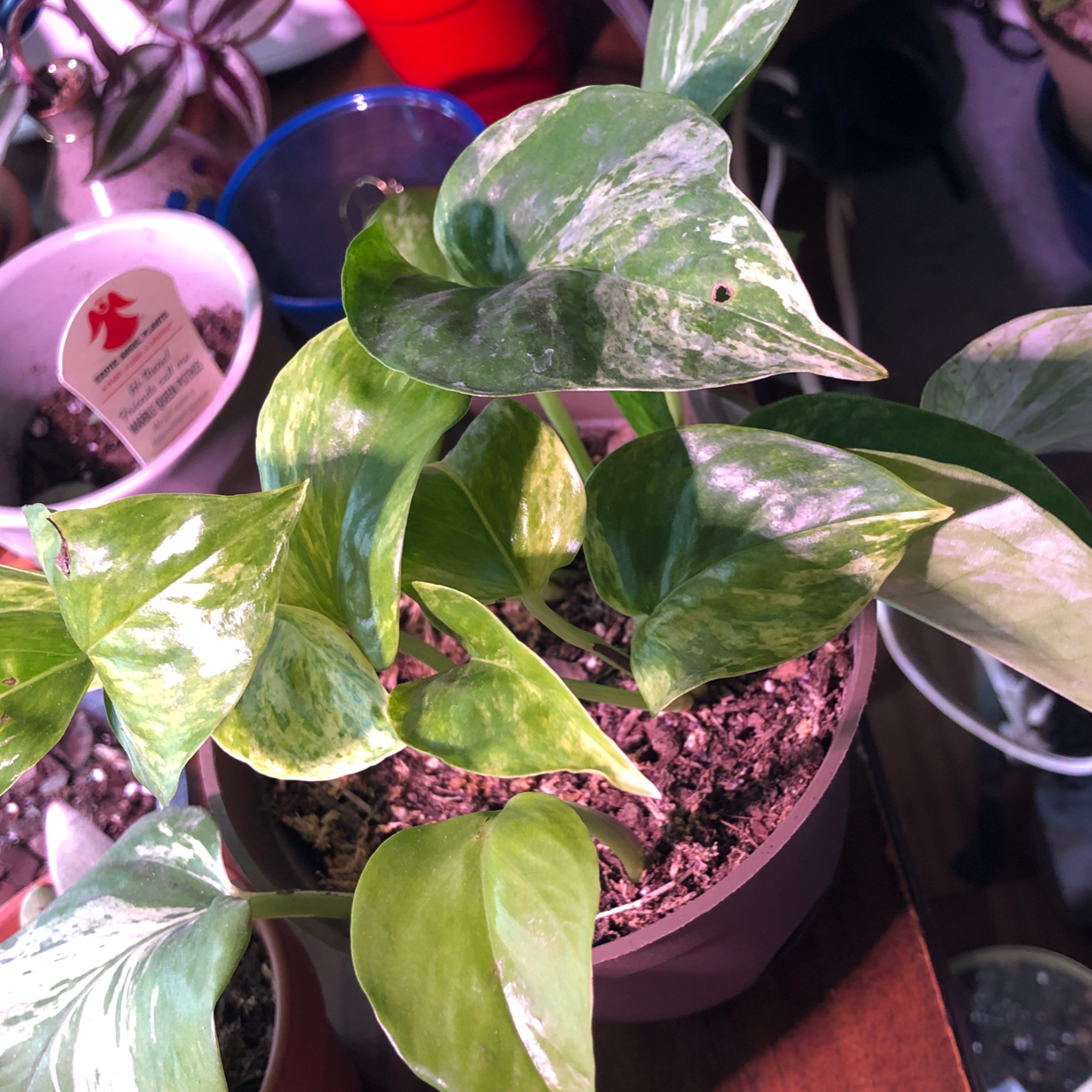 Marble Queen Pothos plant with variegated leaves in a pot, soil visible.