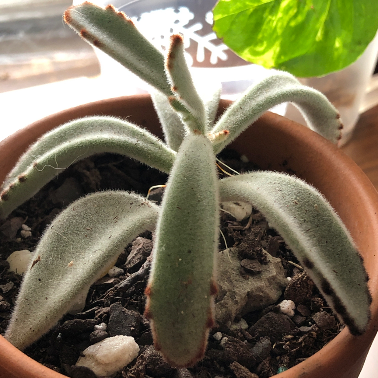 Panda Plant (Kalanchoe tomentosa) in a terracotta pot with visible soil.