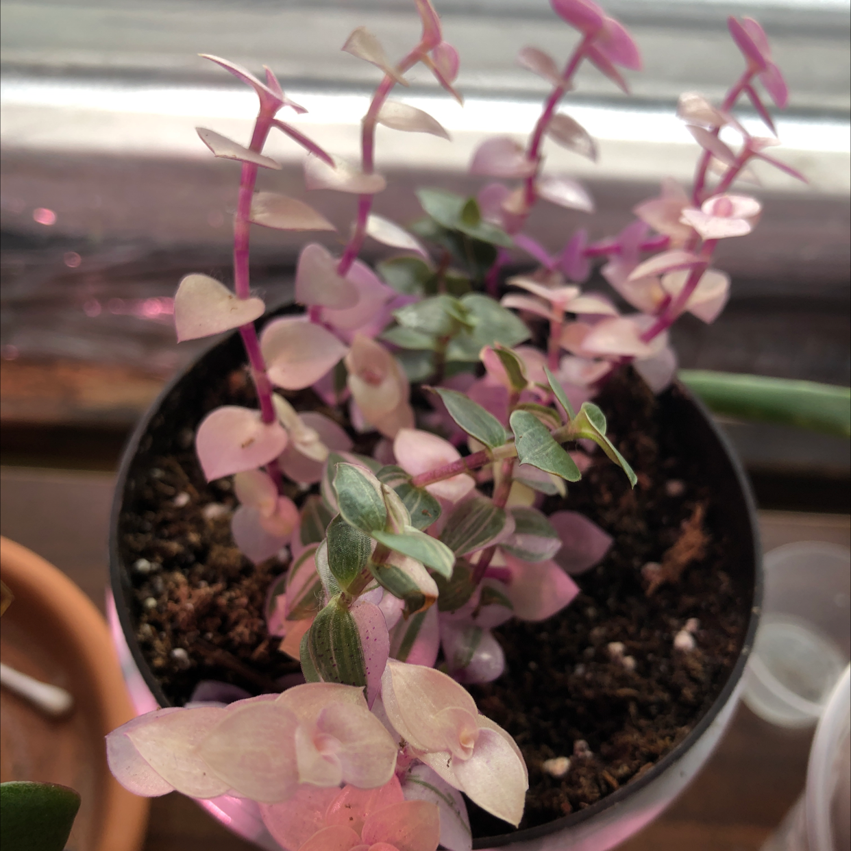 Close-up of a small potted Creeping Inch Plant with heart-shaped pink and green leaves, showing slight yellowing on lower leaves.