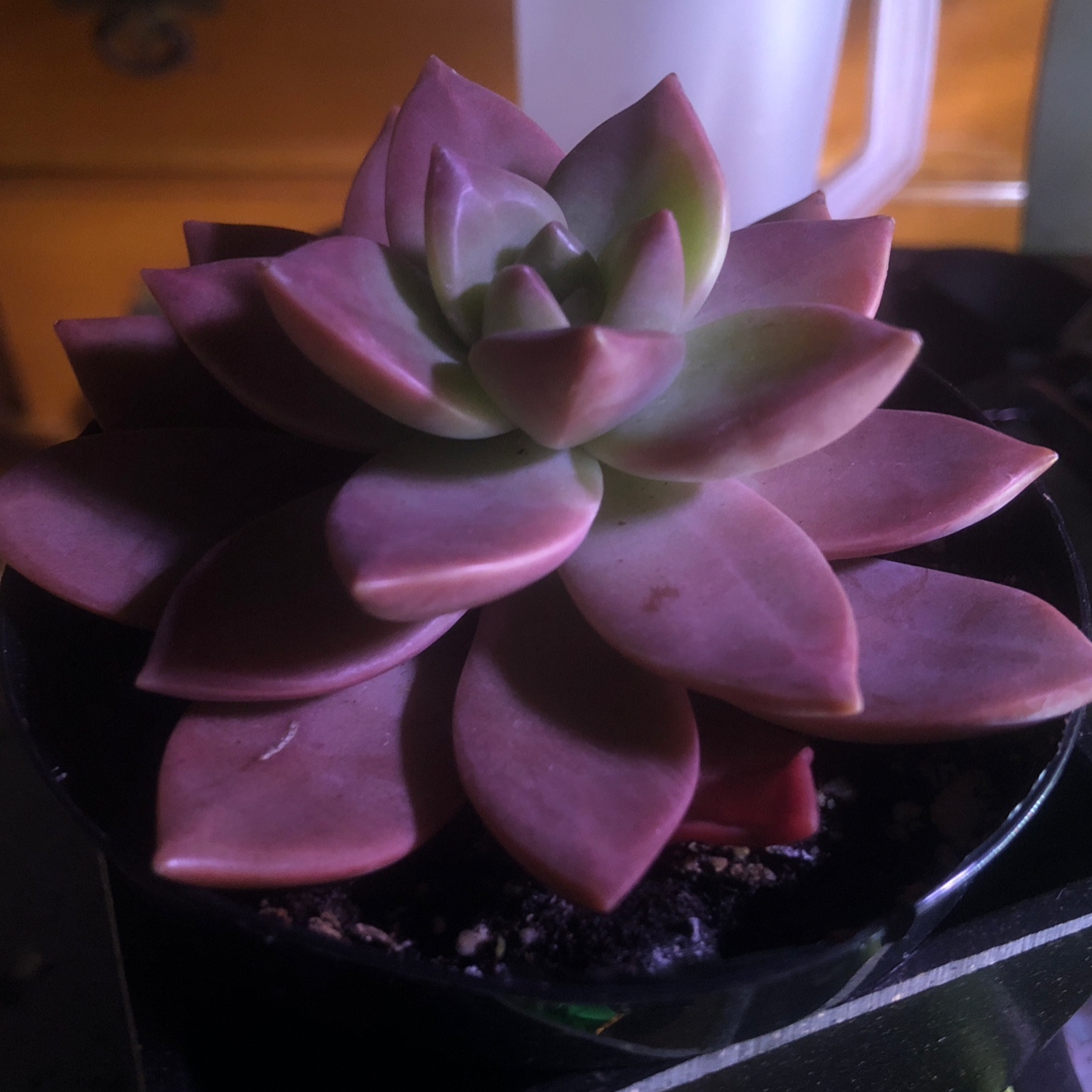 Echeveria Runyonii succulent with purple and green leaves in a rosette pattern.