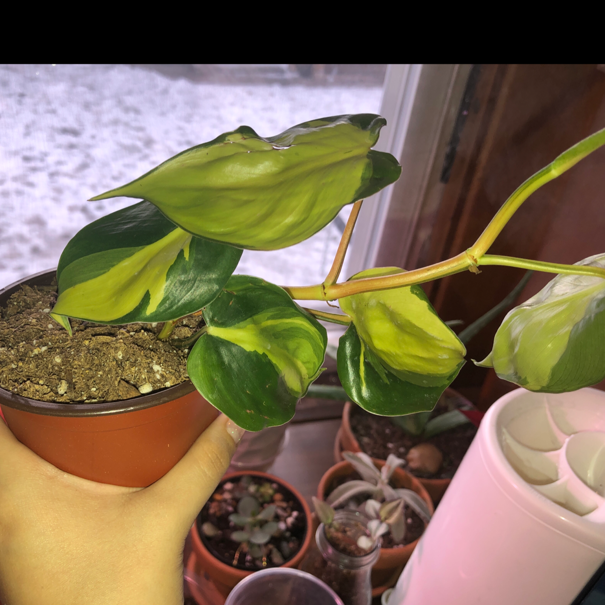 Philodendron Brasil plant with variegated green and yellow leaves in a small pot, held by a hand.