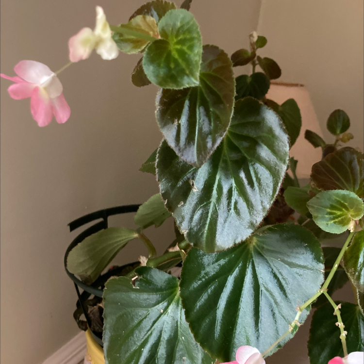 Clubed Begonia plant with healthy green leaves and pink flowers.