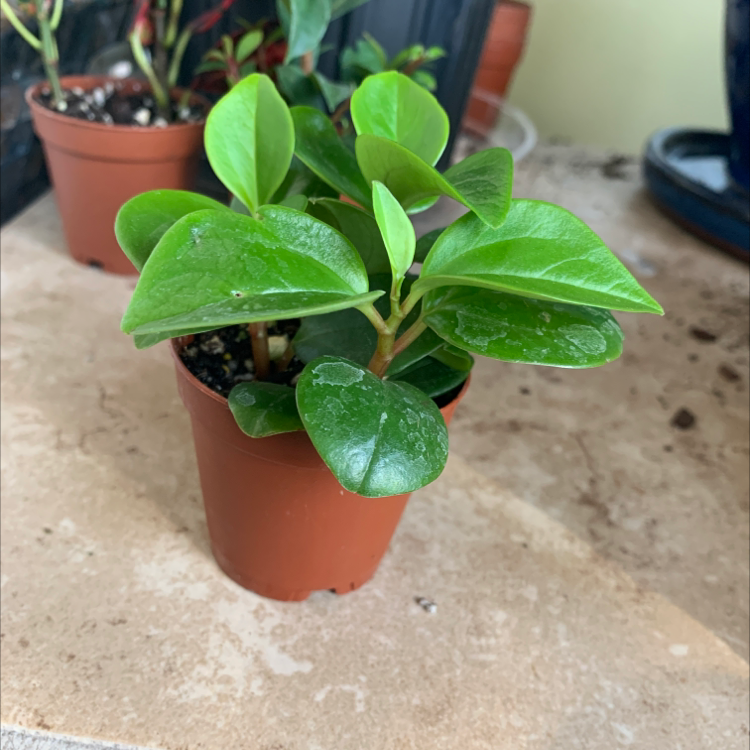 Raindrop Peperomia plant in a small pot with vibrant green leaves.