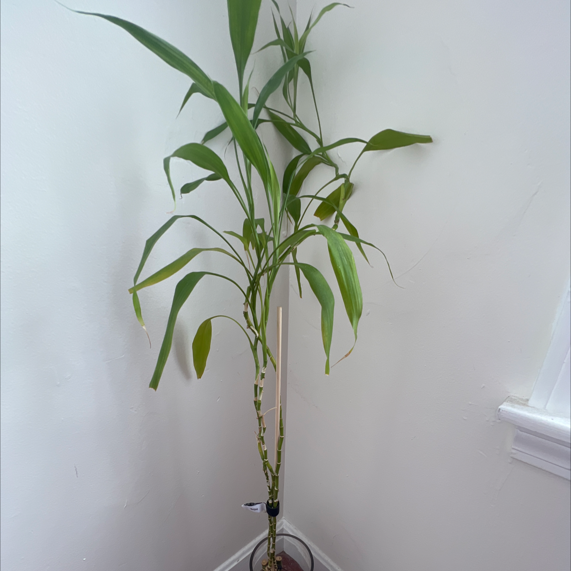 Lucky Bamboo plant photo by @Wbrousseau named Treeyoncé on Greg, the plant care app.