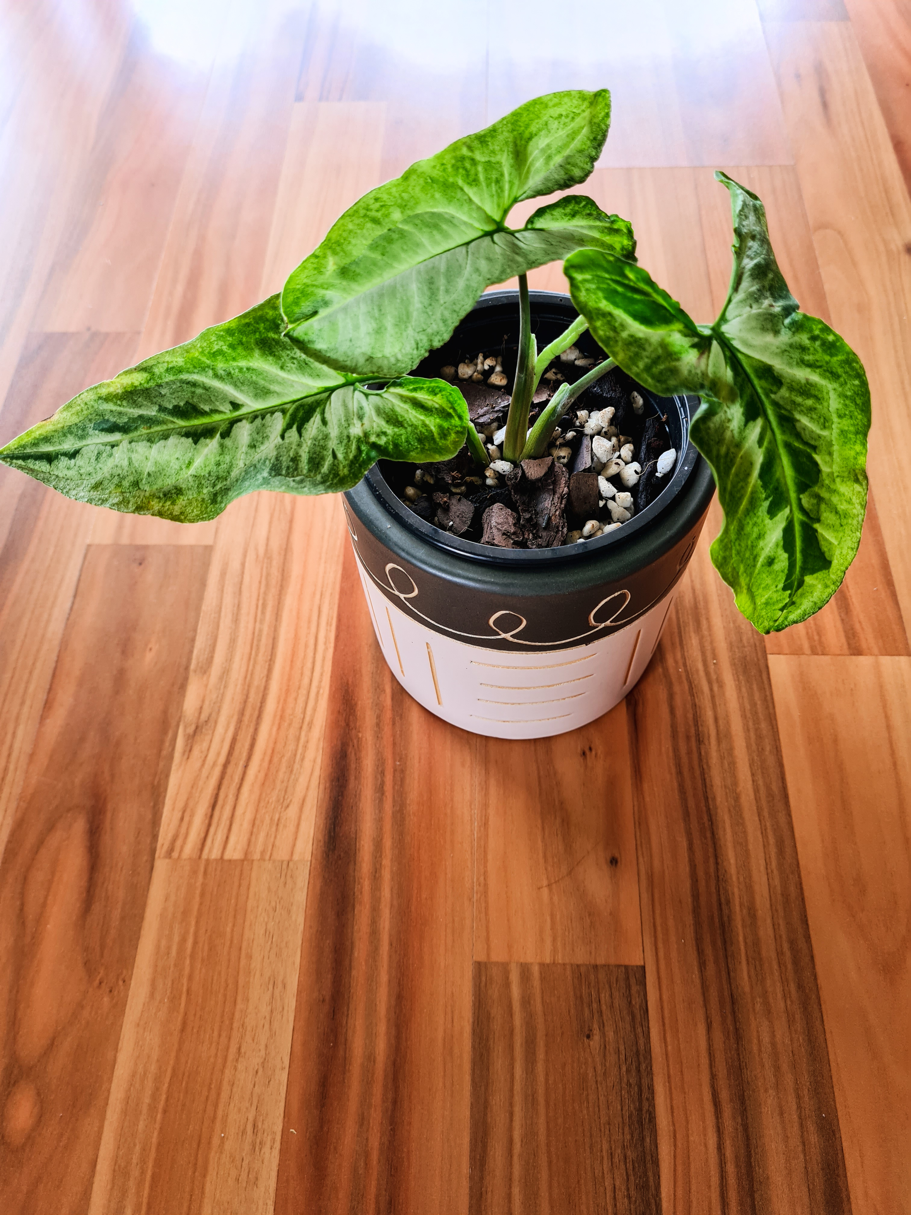Potted Three Kings Syngonium with variegated green leaves on a wooden floor.