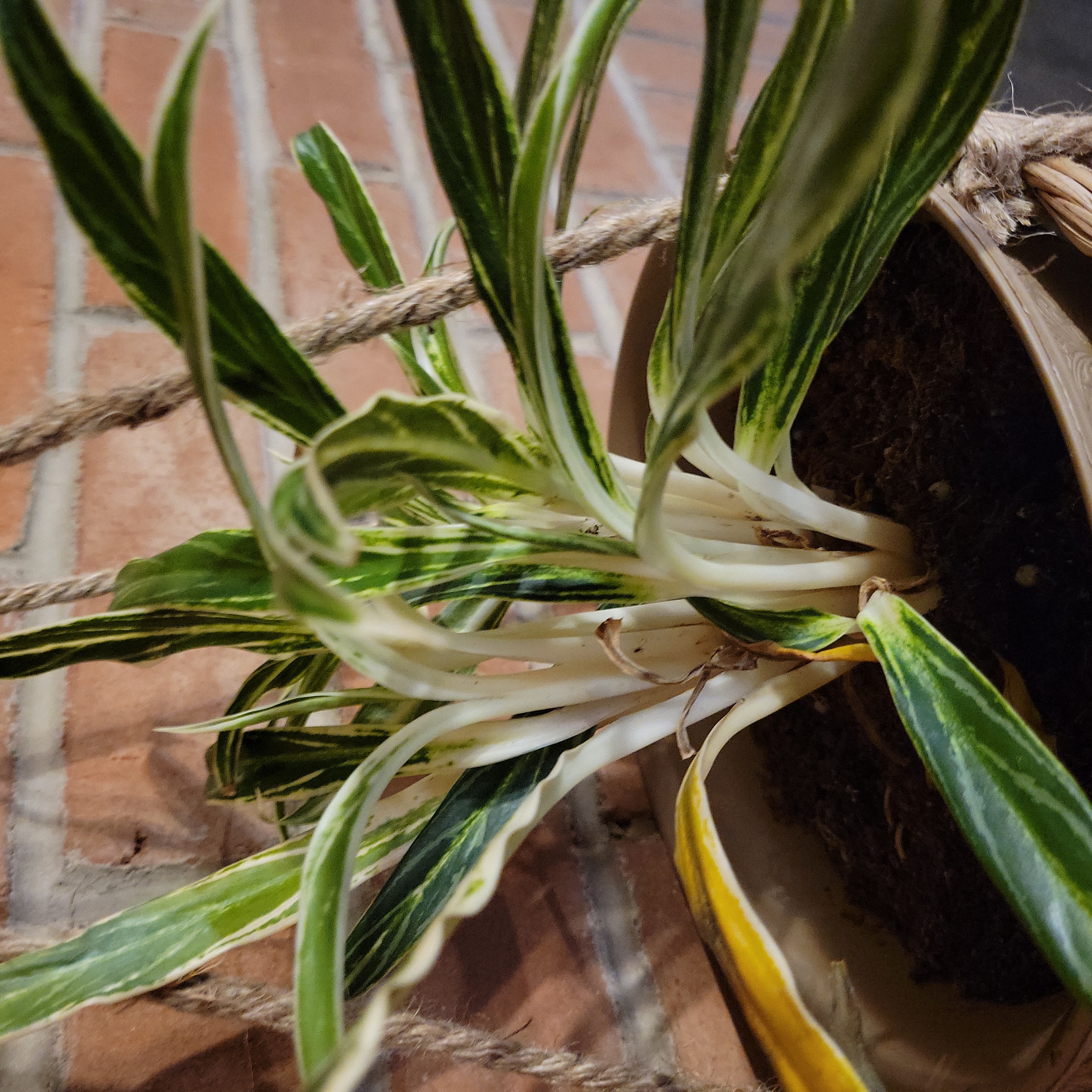 Photo of the plant species Crete Aglaonema by @Greenjewels named Bowl on Greg, the plant care app
