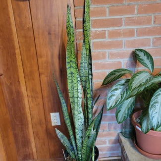 Snake Plant plant in Mansfield, Ohio