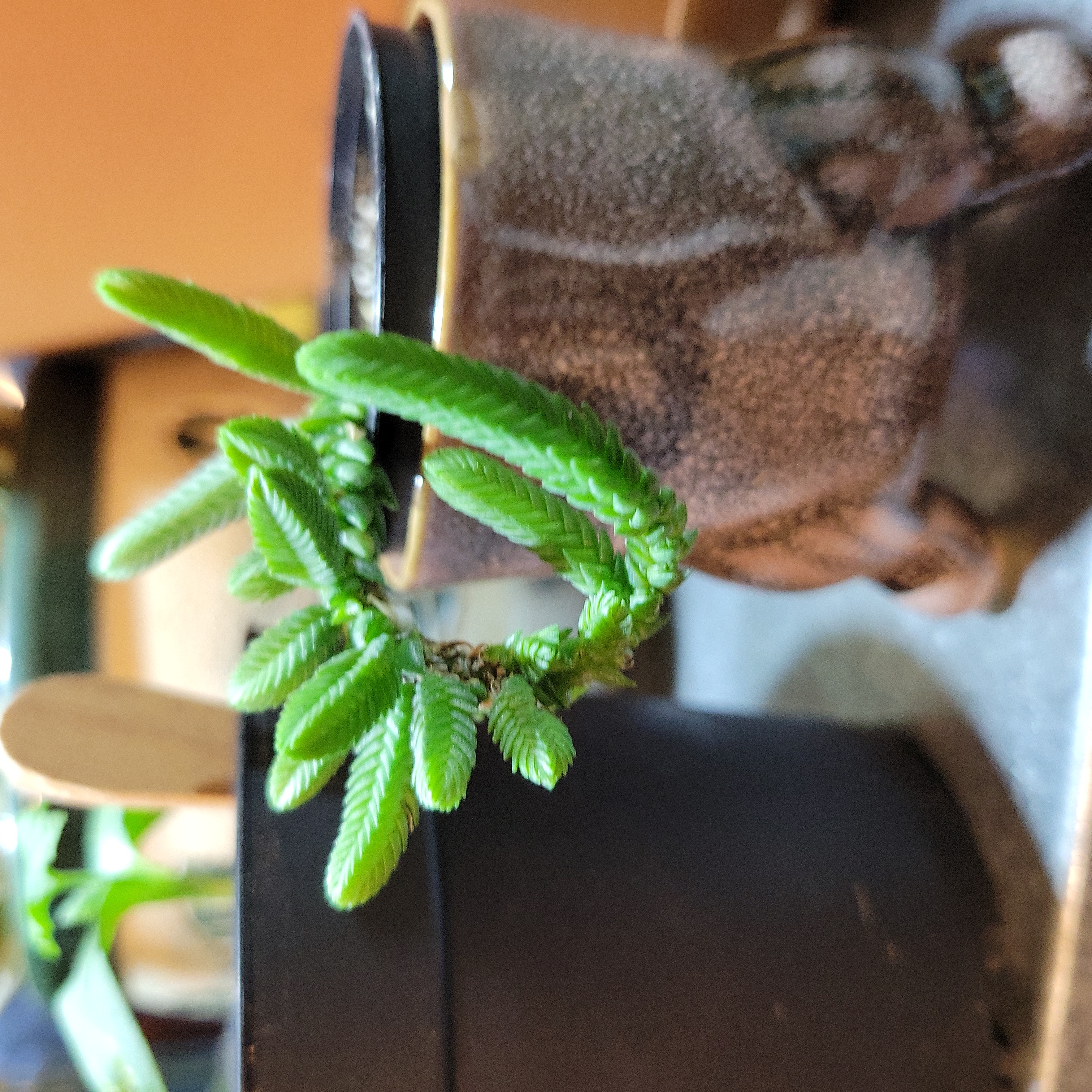 Photo of the plant species Giant Watch Chain by @Greenjewels named Mr perfect on Greg, the plant care app