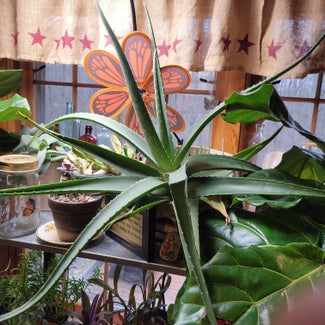 Aloe vera plant in Mansfield, Ohio
