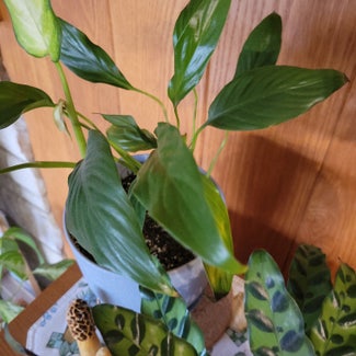 Peace Lily plant in Mansfield, Ohio