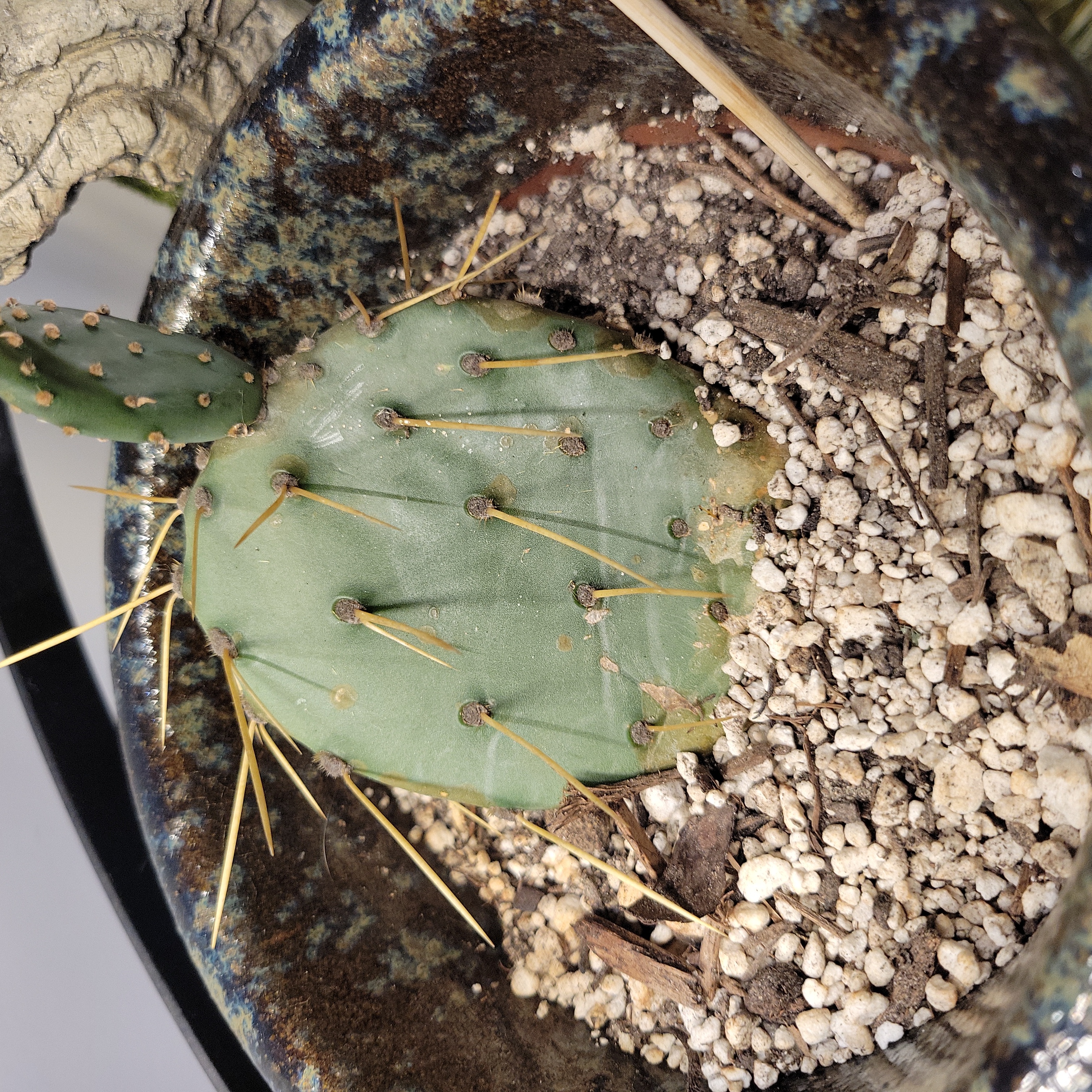 Photo of the plant species Few-Spined Marble-Seeded Prickly Pear by @Greenjewels named Aaron on Greg, the plant care app