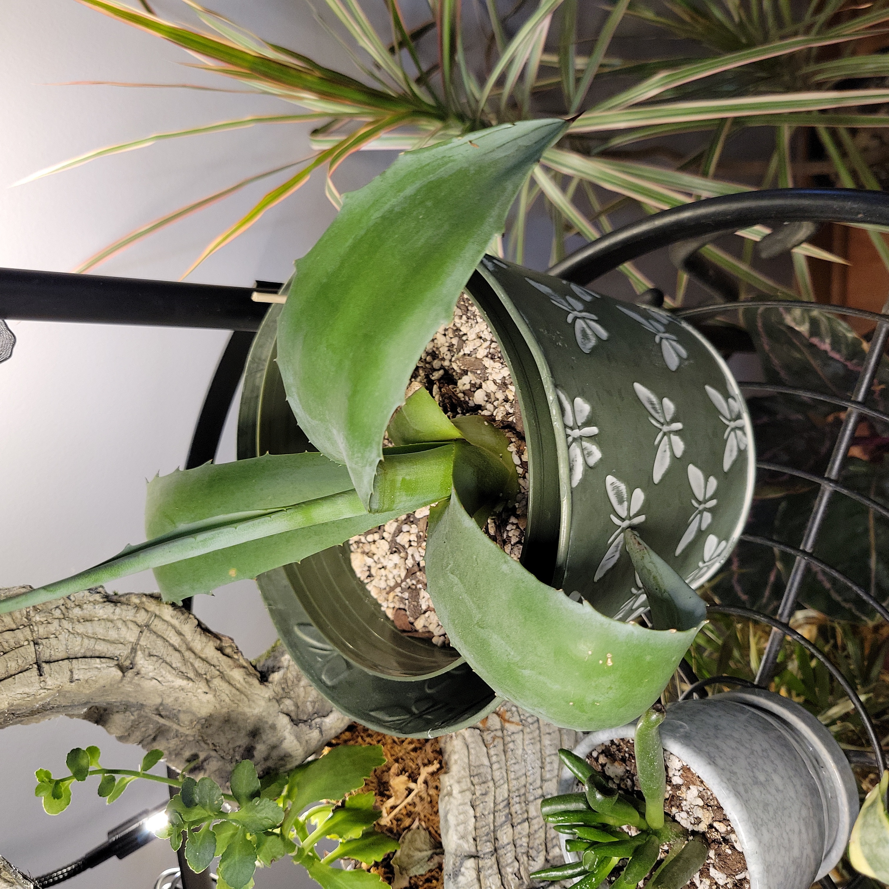 Potted Agave 'Blue Glow' plant with visible soil, well-framed and healthy.