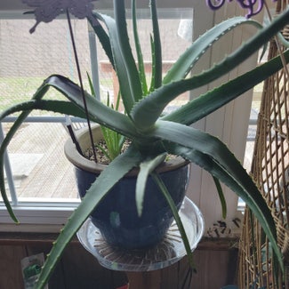 Aloe vera plant in Mansfield, Ohio