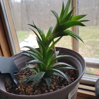 Lace Aloe plant in Mansfield, Ohio
