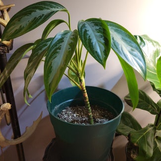 Chinese Evergreen plant in Mansfield, Ohio