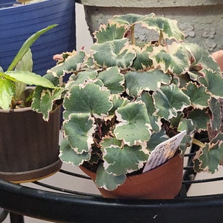 strawberry begonia varigated plant in Mansfield, Ohio