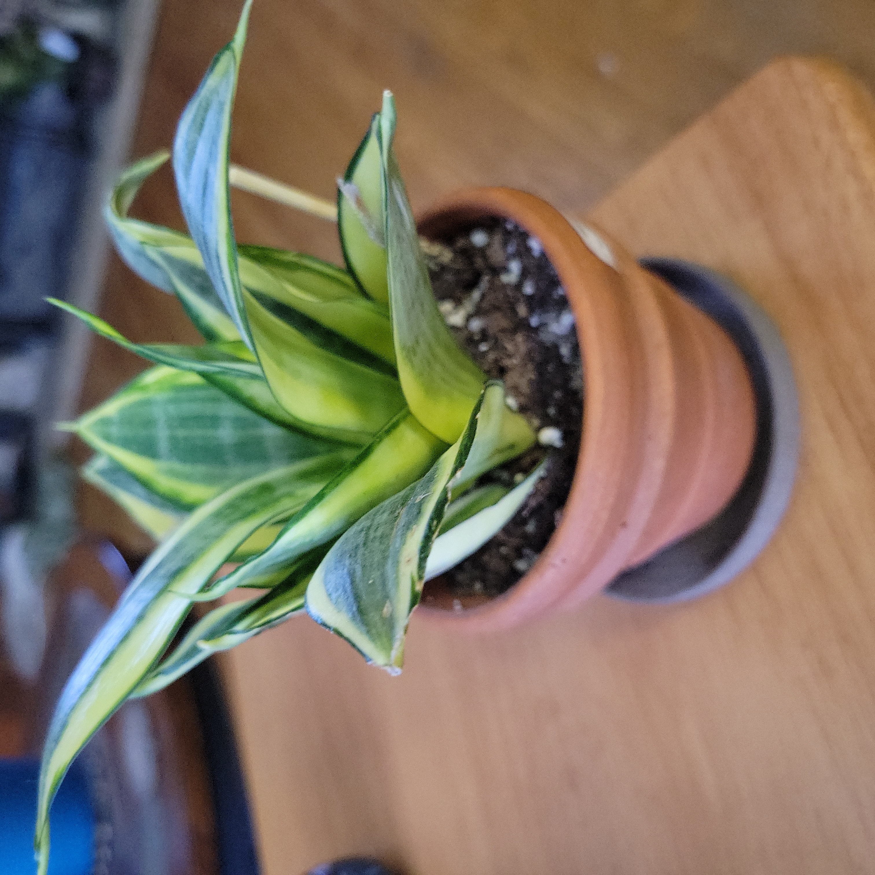 Zeylanica Snake Plant in a terracotta pot with some yellowing leaves.