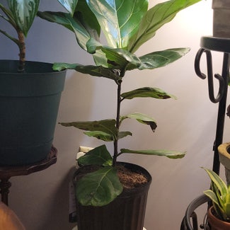 Fiddle Leaf Fig plant in Mansfield, Ohio
