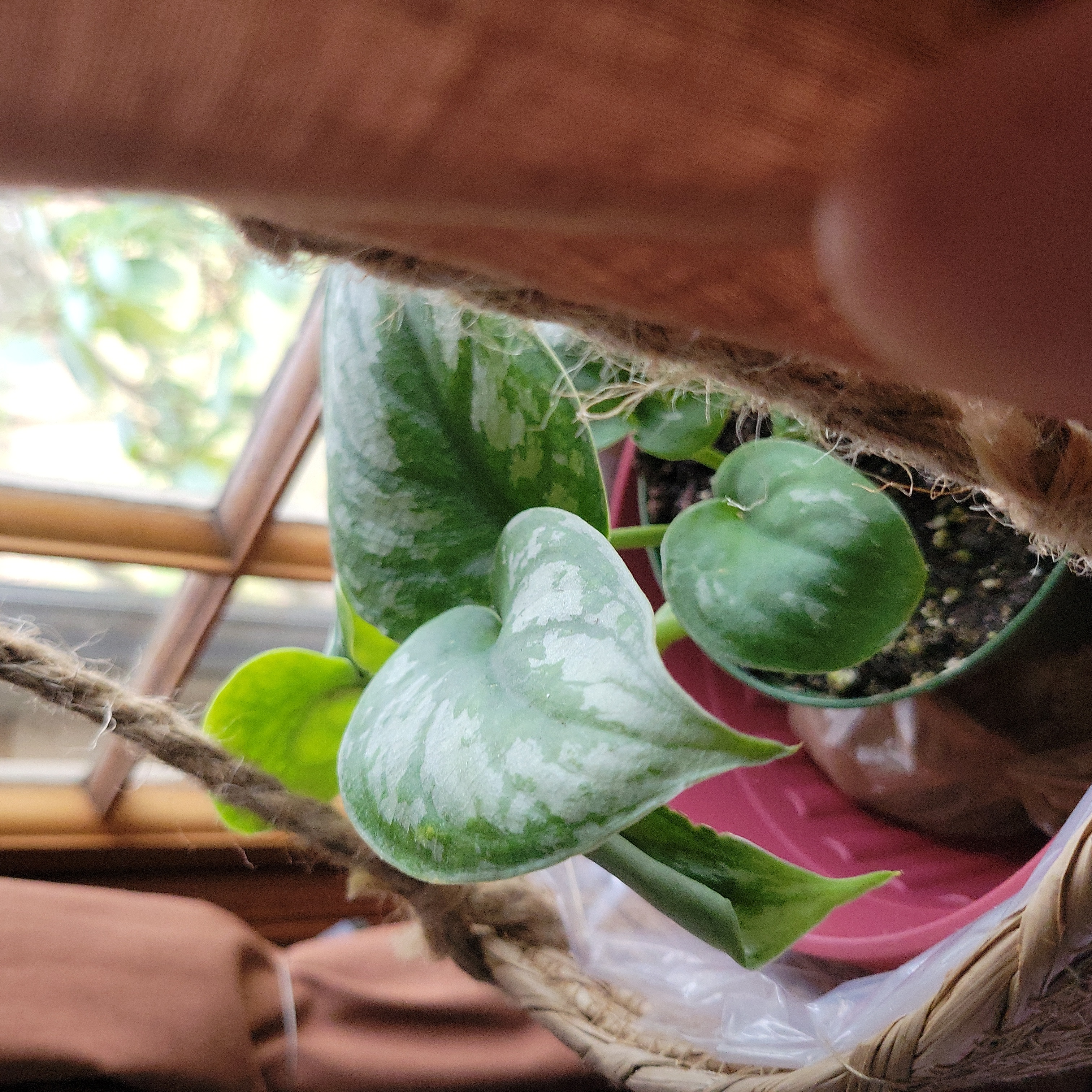Silver Anne Pothos plant with variegated leaves in a hanging basket, partially visible soil.