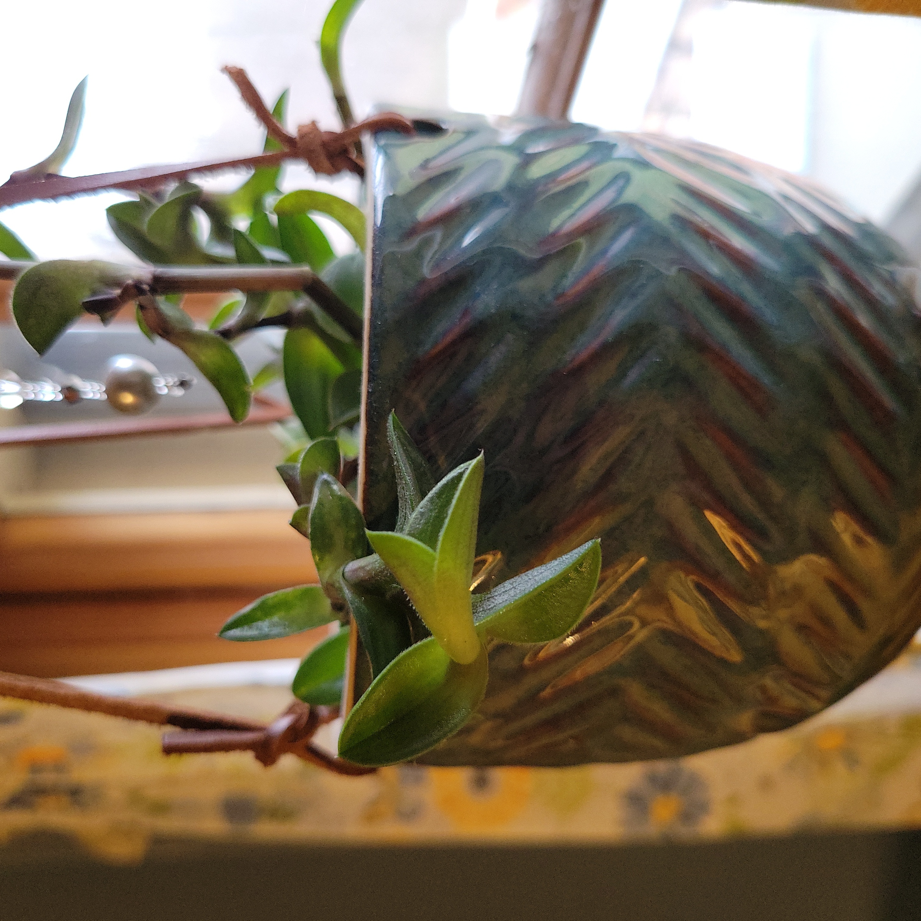 Photo of the plant species Copiapoa gigantea by @Greenjewels named Blue on Greg, the plant care app