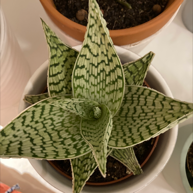 Snowflake Aloe plant with white and green patterned leaves in a pot.
