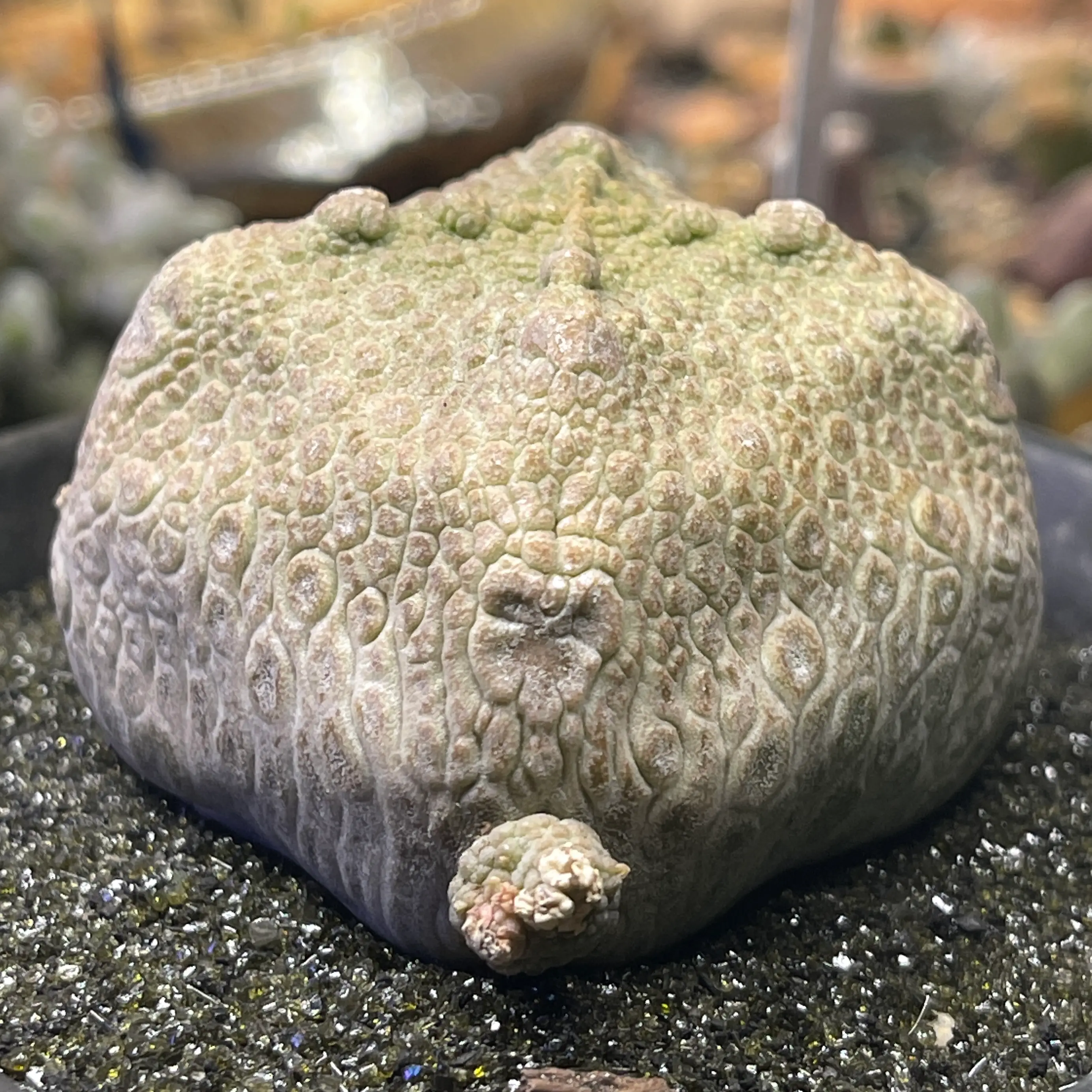 Photo of the plant species Cubiform Pseudolithos 'Album' by @EVERYWHEREIS named Ceropegia cubiformis on Greg, the plant care app