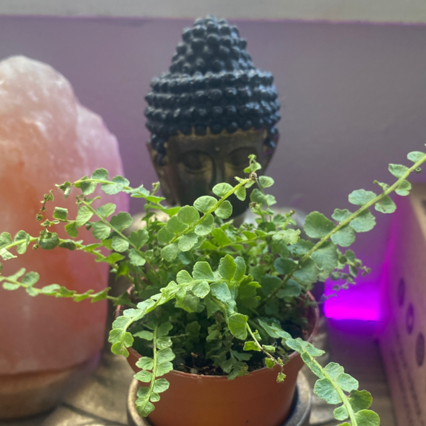 Healthy erect sword fern in terracotta pot surrounded by rose quartz crystals, with Buddha statue in soft background