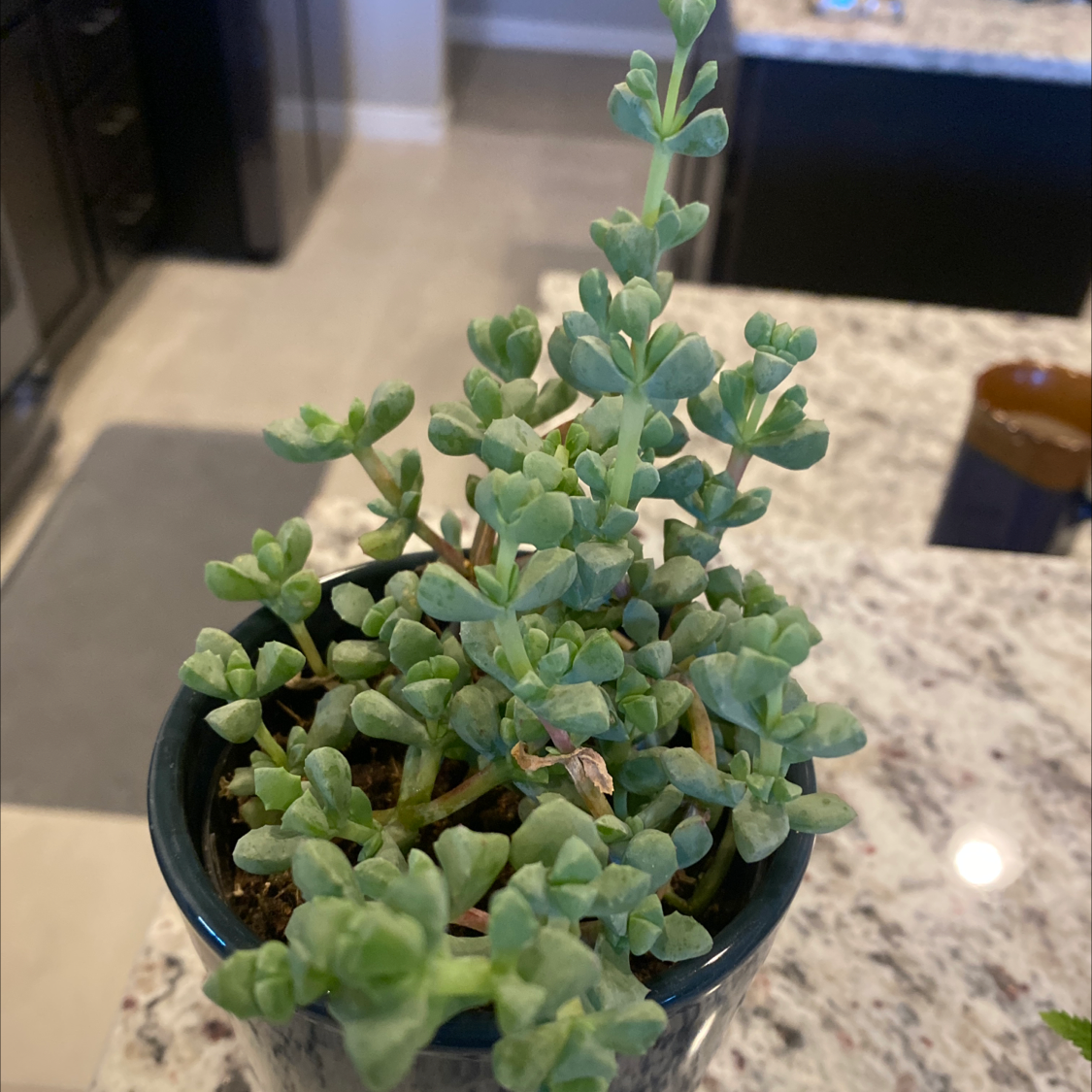 Deltoid-Leaved Dew Plant in a pot on a countertop, appearing healthy with green succulent leaves.